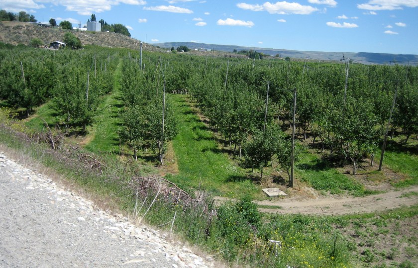 Many orchards were seen on the east side of the Cascades.